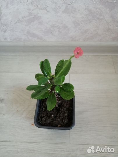 Комнатные цветы. Сансевиерия