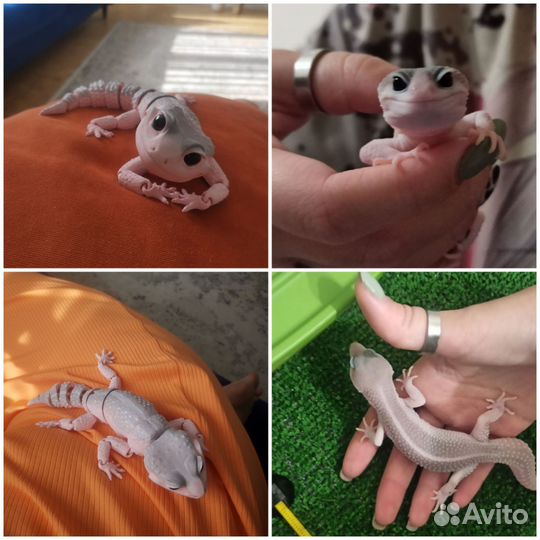 Геккон эублефар игрушка