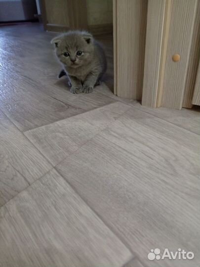 Британские котята