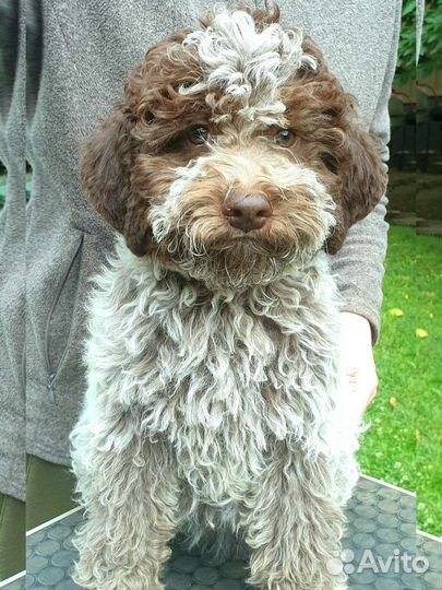 Щенки лаготто романьоло