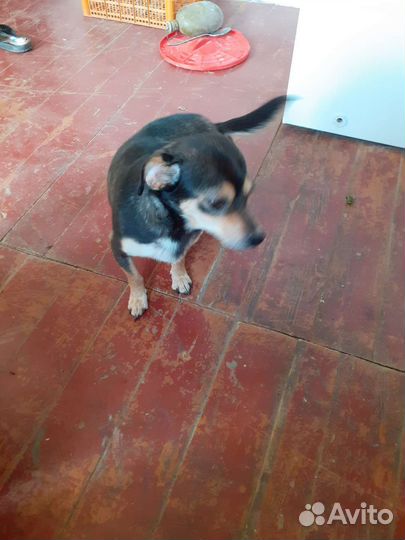 Собака в добрые руки отдам бесплатно