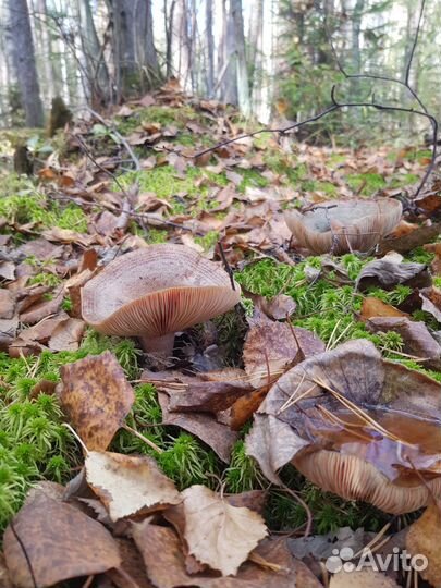 Грибы рыжики соленые