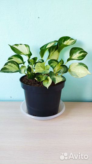 Эпипремнумы, Сциндаптусы, Сингониумы