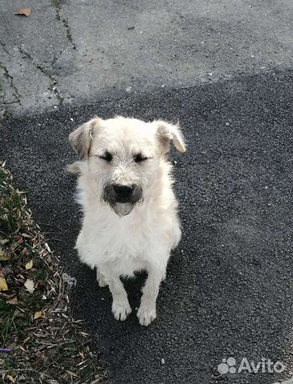 Собака небольшая в добрые руки