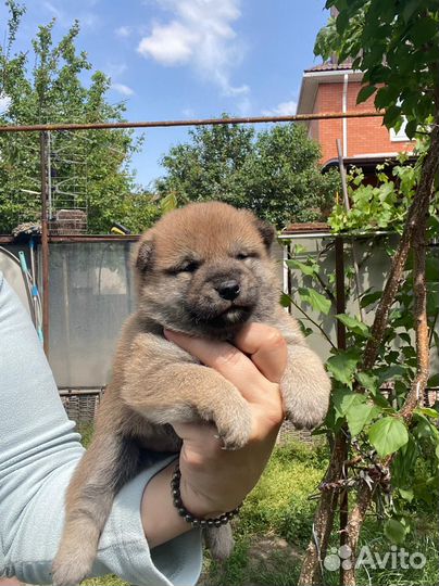 Щенки сиба ину