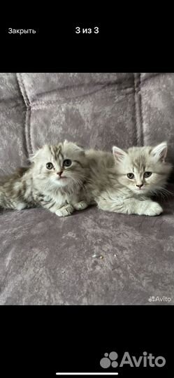 Котята в добрые руки даром