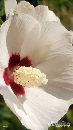 Сортовые сирийские гибискусы