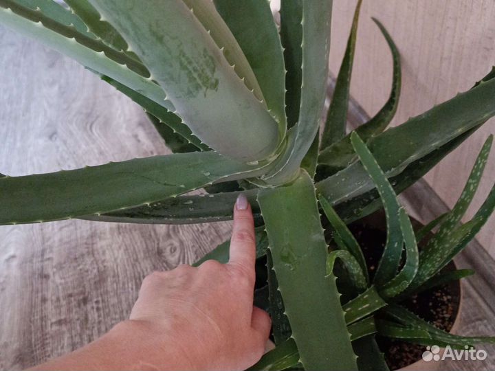Алоэ Вера растение