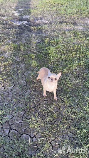 Девочка чихуахуа