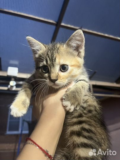 Котенок смесь