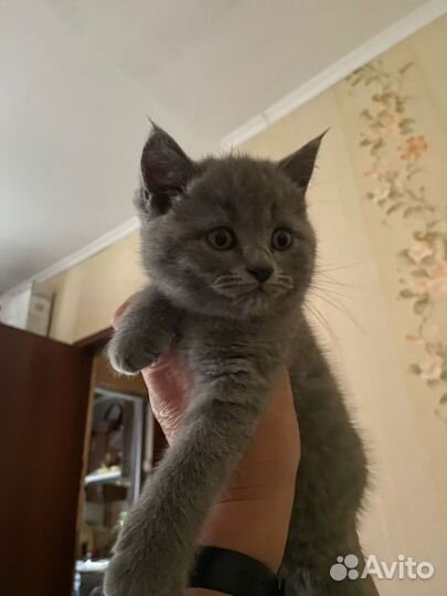 Шотландская