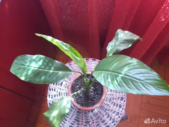 Спацифилум