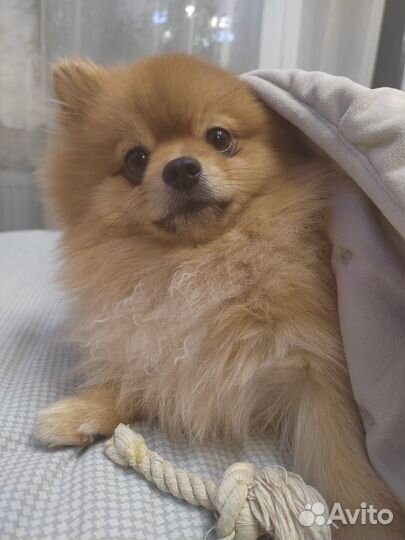 Ишем красавицу, для случки