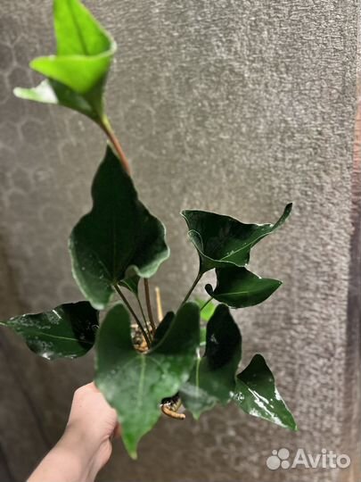 Антуриум эрроу