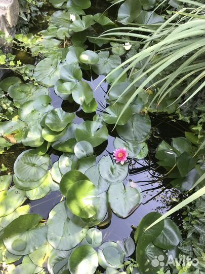 Нимфеи для пруда