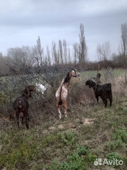 Породистые козлы