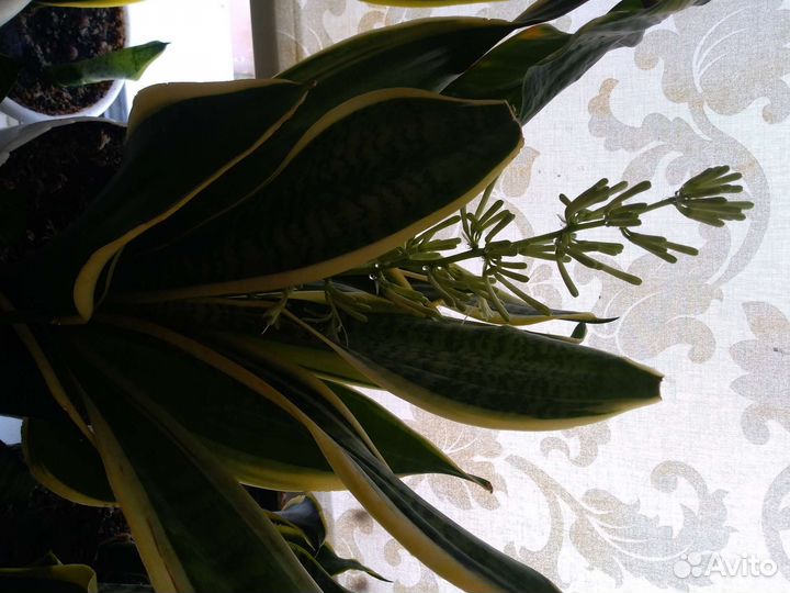 Сансевиерия цветёт и хамаломена