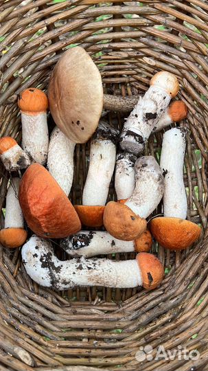 Грибы свежие
