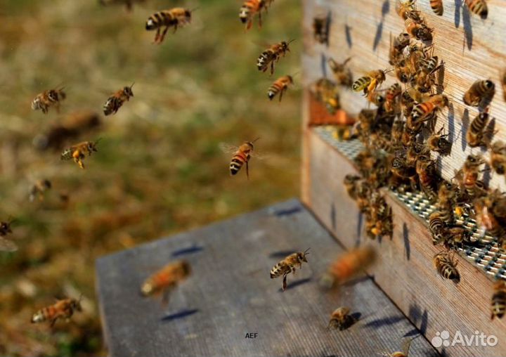 2024 Мёд натуральный алтайский опт