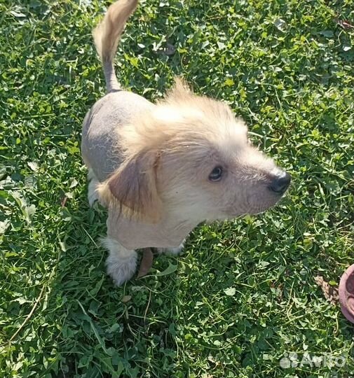 Щенки метисы китайской хохлатой собаки