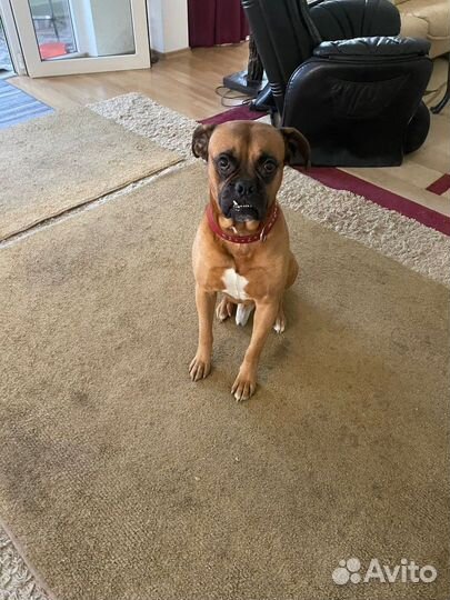 Боксер в добрые руки бесплатно