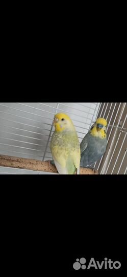 Волнистые попугаи пара