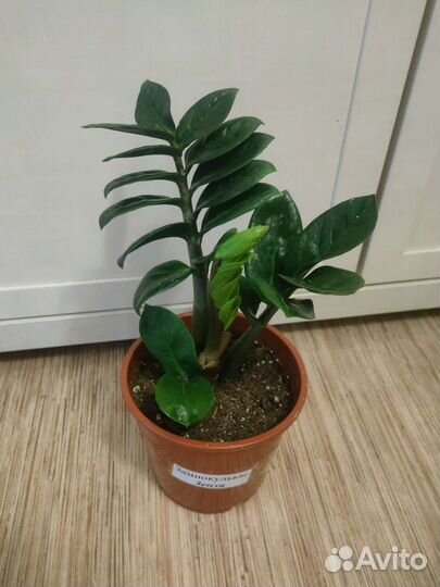 Замиокулькас Зензи