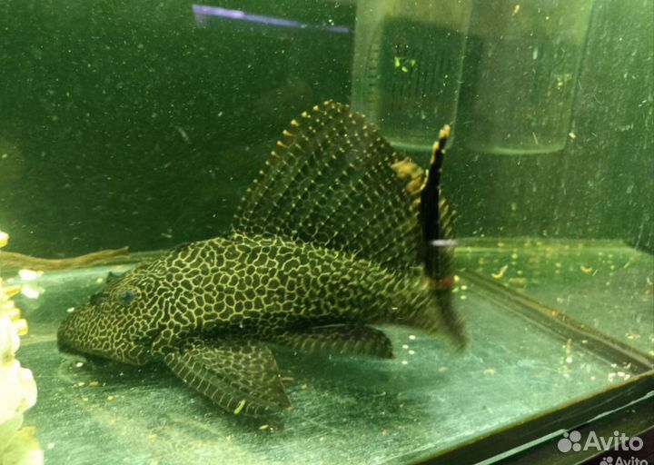 Анциструс птеригоплихт