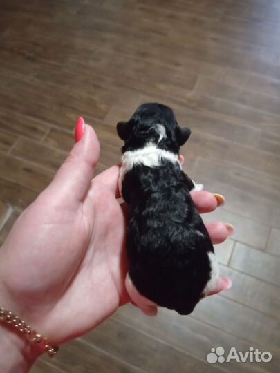 Той-пуделята