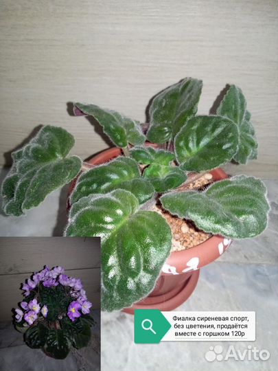 Комнатные цветы