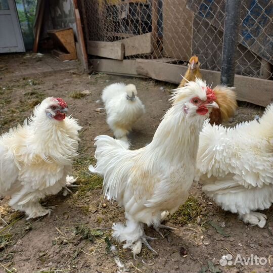 Шелковые китайские петушки