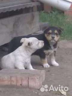 Щенок бесплатно в добрые руки