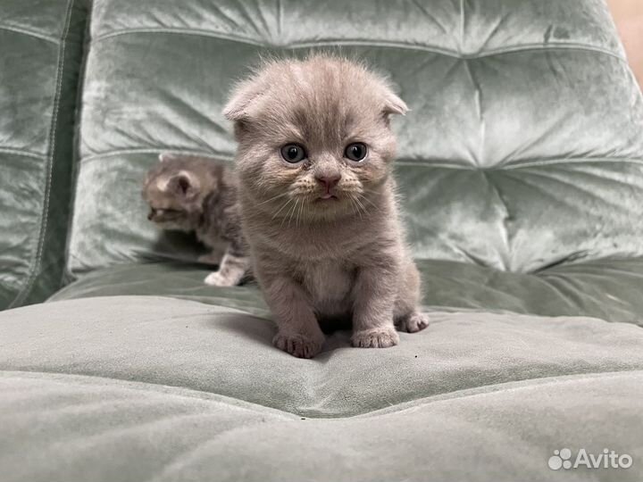 Шотландская вислоухая