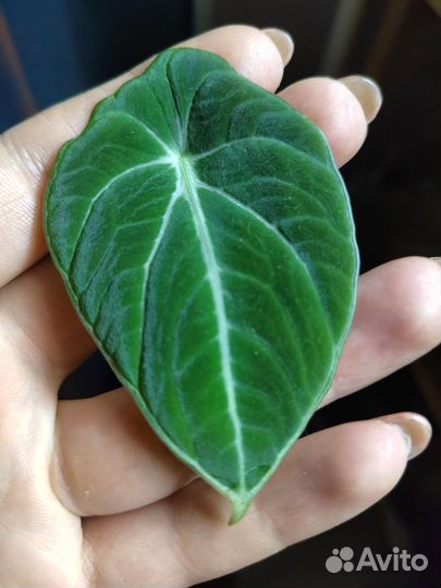 Алоказия black velvet