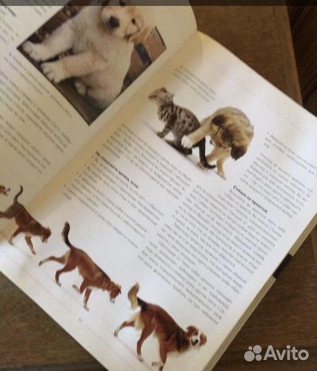 Аманда О Нил Собака по душе как выбрать собаку под