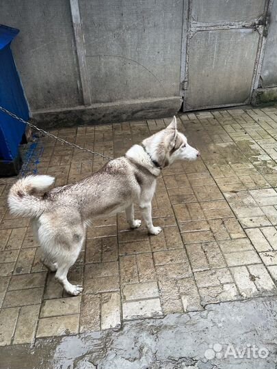 Отдам в добрые руки красивую породистую собаку