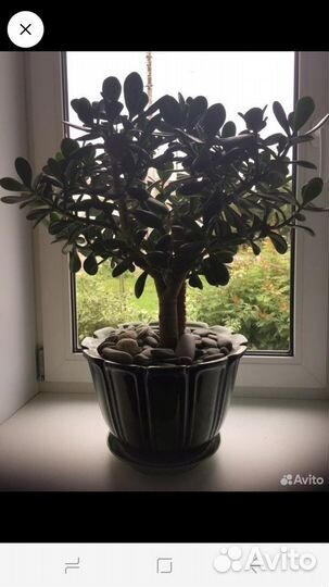 Спирея голд