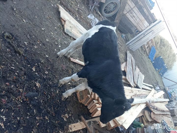 Бычок телёнок