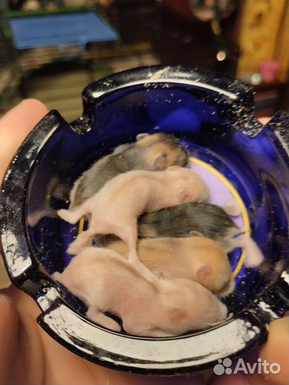 Джунгарский хомяк малыши бронь