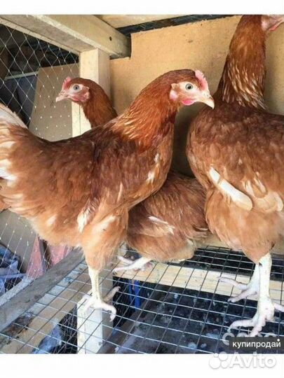 Куры утки гуси цыплята