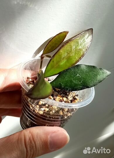 Хойки мелколистные