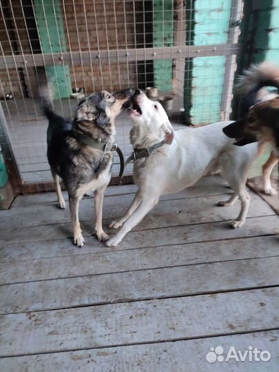 Собака в добрые руки