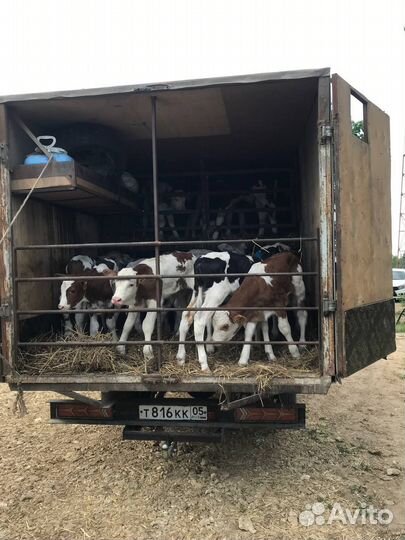 Телята бычки австралийские симменталы и швицы