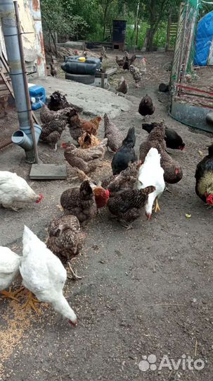 Куры несушки продам