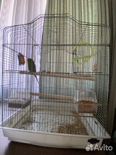 Попугай с клеткой