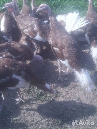 Индюшата Ред Бурбон