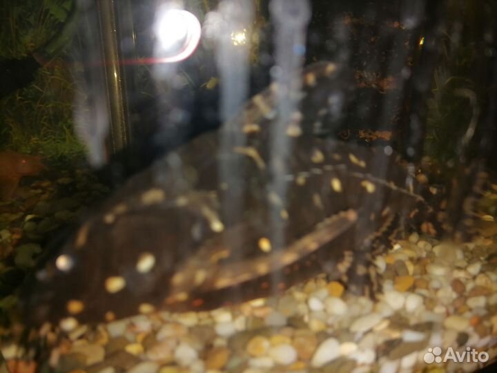 Анциструс, сомы. Скалярии