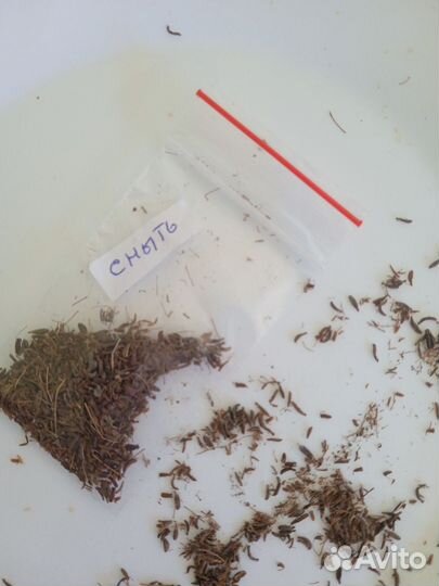 Сныть обыкновенная семена