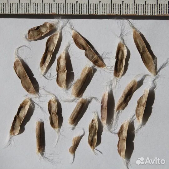 Катальпа семена