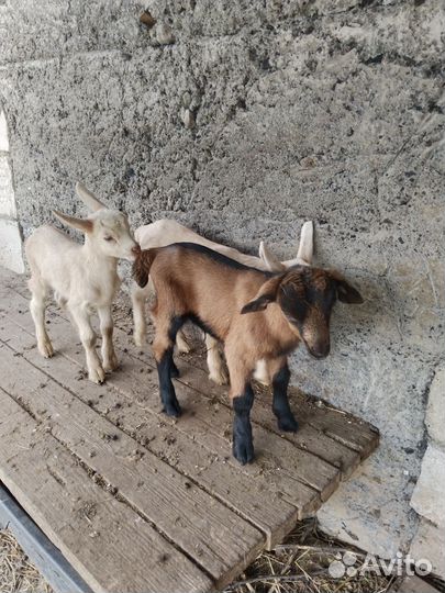 Продажа козлят